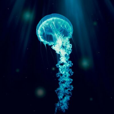 The Spiritual Warrior - An Exploration of Neptune in Aries